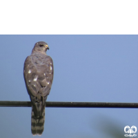 گونه پیغو Levant Sparrowhawk